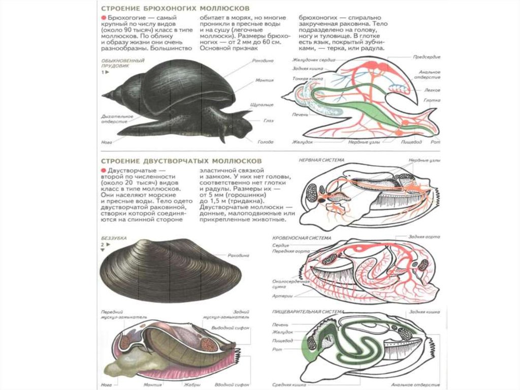 Строение брюхоногого моллюска рисунок с подписями