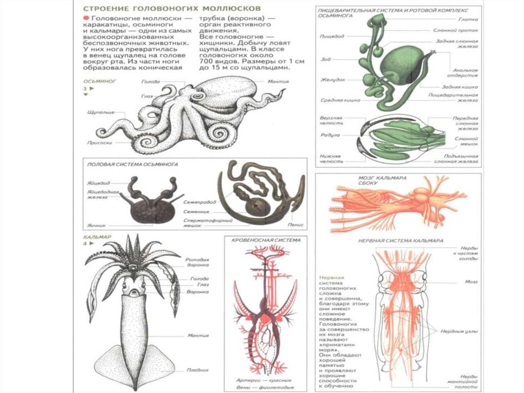 Головоногие моллюски строение. Пищеварительная система головоногих моллюсков схема. Мышечная система головоногих моллюсков. Внутреннее строение головоногих моллюсков. Кровеносная система головоногих.