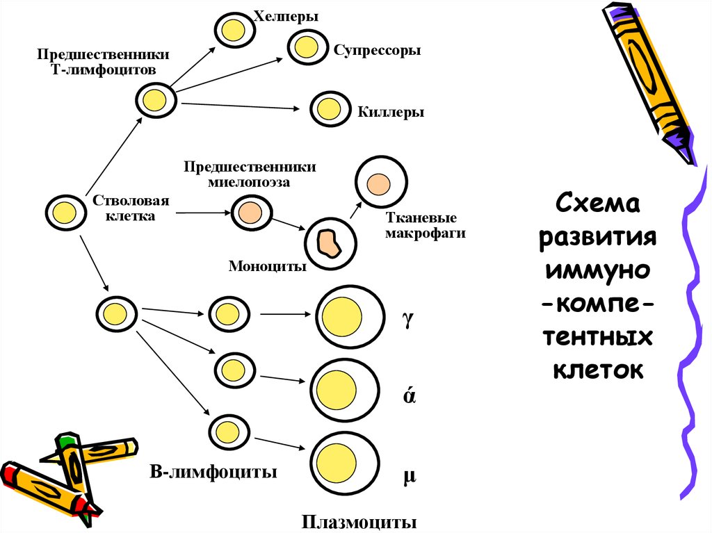 Т развитие. Предшественники т лимфоцитов. Б лимфоциты предшественники. Клетка предшественник т лимфоцитов. Клетки предшественники лимфоцитов.