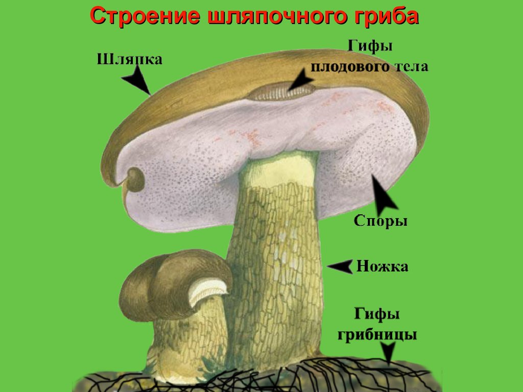 Презентация грибы шляпочные грибы