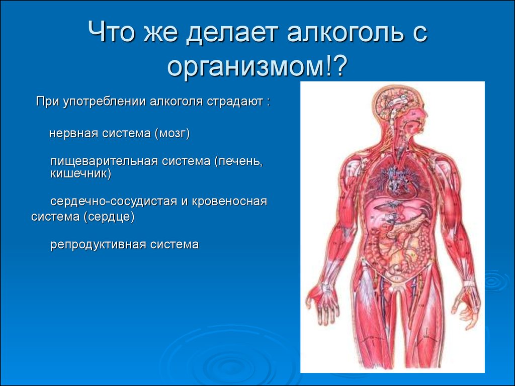 Будьте другом своему организму. Кровеносная система человека. Алкоголизм влияние на органы. Кровеносная и нервная система человека.