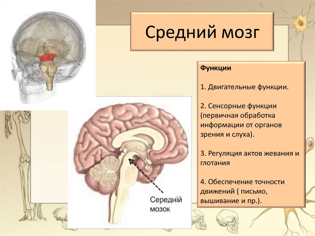 Функции среднего мозга 8 класс биология. Строение и функции среднего мозга. Средний мозг строение структура функции. Функции отделов среднего мозга. Функции структур среднего мозга.