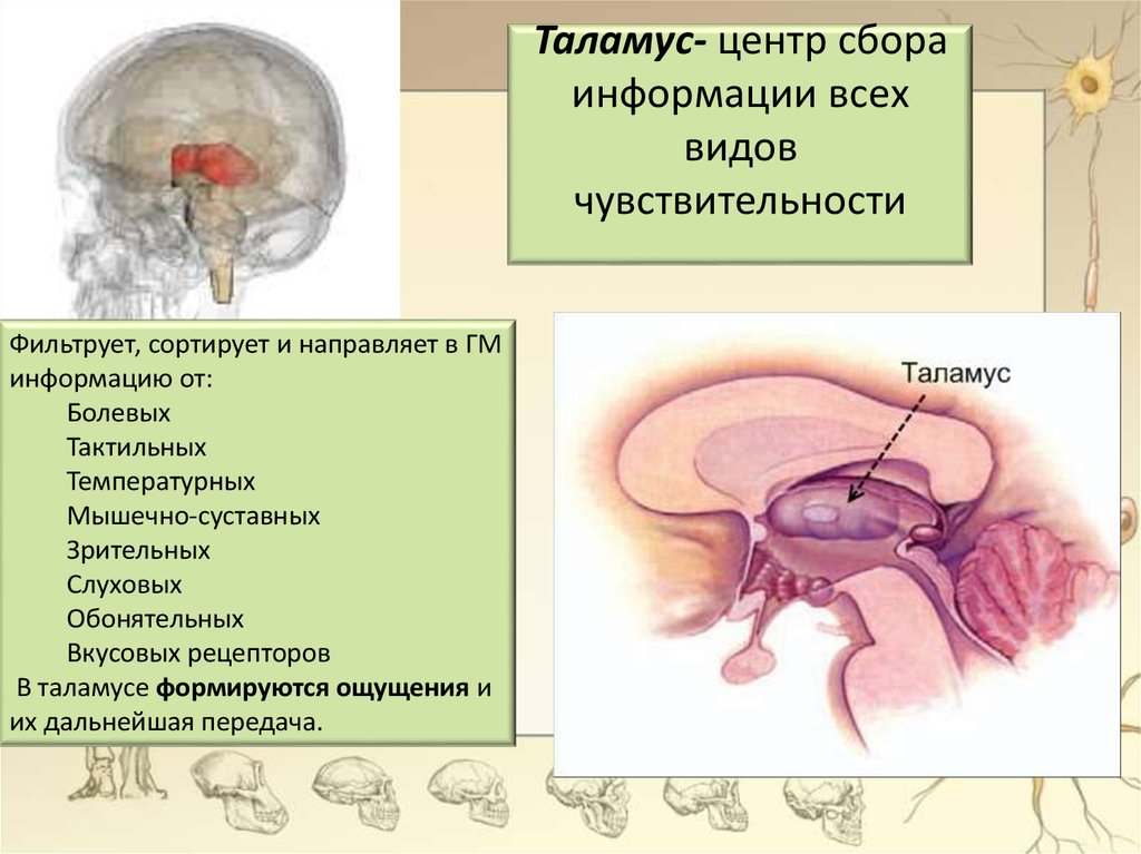 Функции таламуса промежуточного мозга. Промежуточный мозг таламус строение. Мозг строение зрительные Бугры. Строение и функции таламус строение. Структура таламуса.