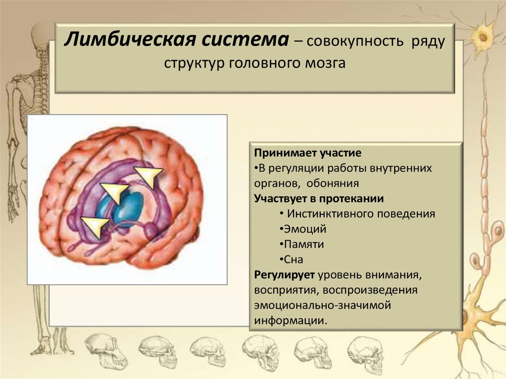 Лимбическая система