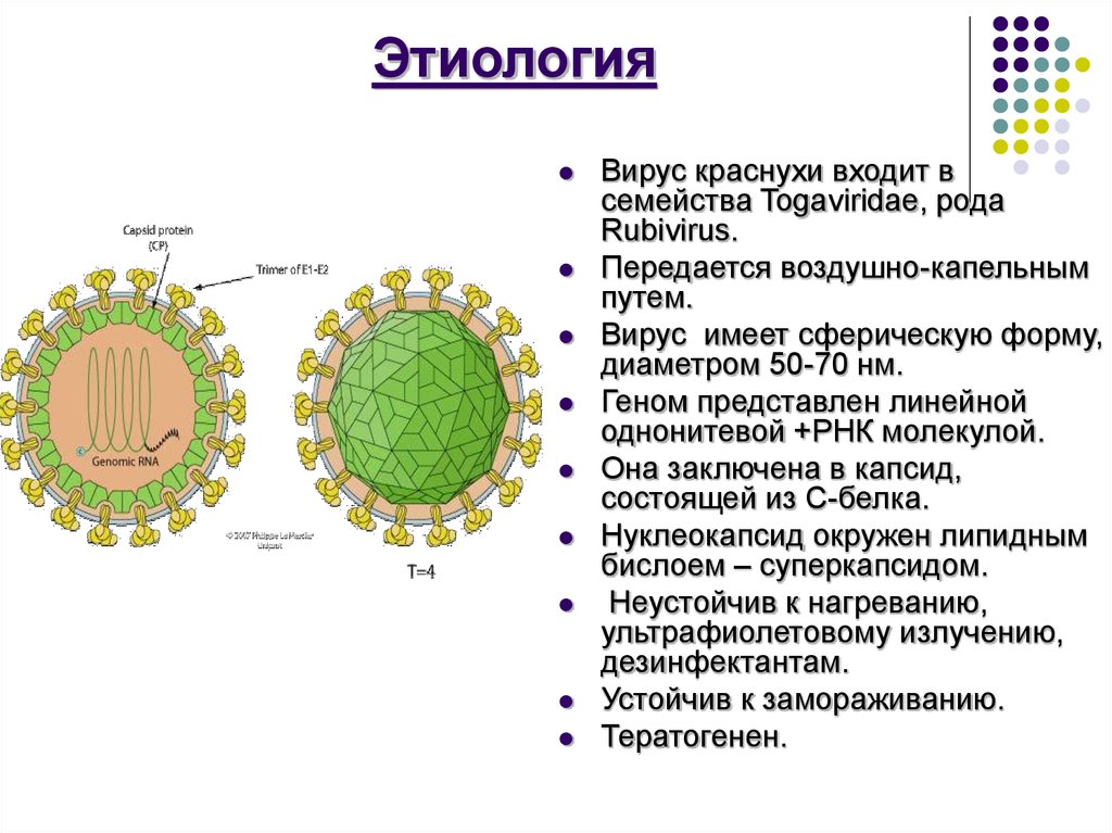 Гепатит корь. Вирус краснухи строение вируса. РНК-содержащий вирус семейства Togaviridae рода Rubivirus.. Вирус краснухи этиология. Rubella virus, семейство Togaviridae, род Rubivirus.