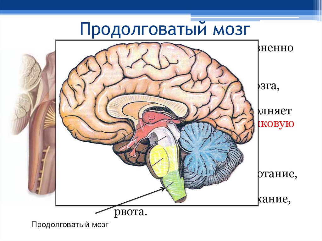 Продолговатый мозг картинка с подписями