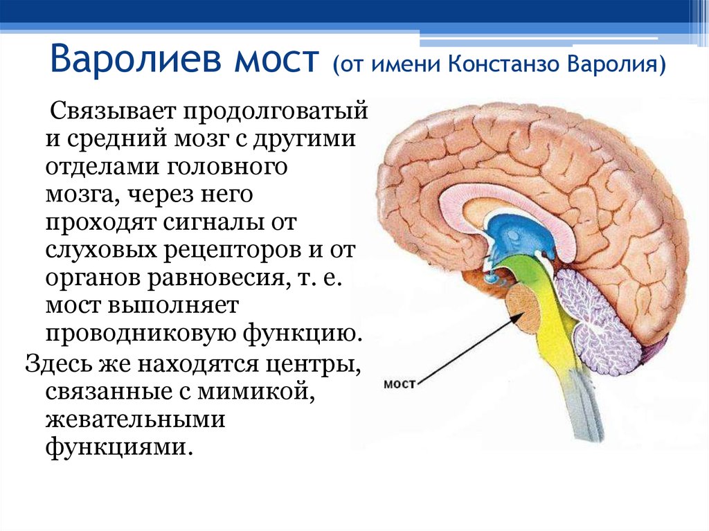 Функции моста головного мозга. Функции головного мозга варолиев мост. Строение мозга варолиев мост. Отделы головного мозга варолиев мост. Головной мозг варолиев мост строение и функции.