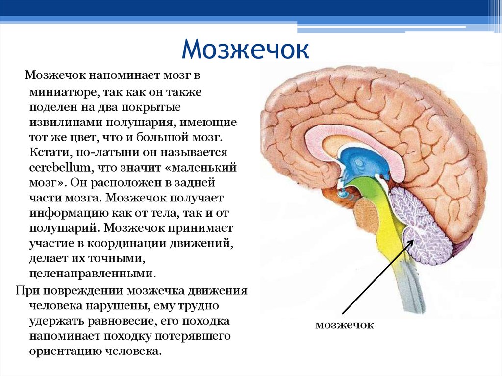 Мозжечке лежат. Строение мозжечка в головном мозге. Строение продолговатого мозжечка. Варолиев мост структура и функции. Мозжечок строение и функции анатомия.