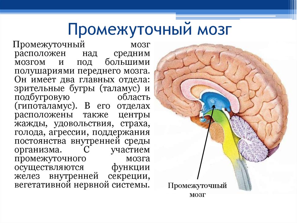 Мозг расположение и функции