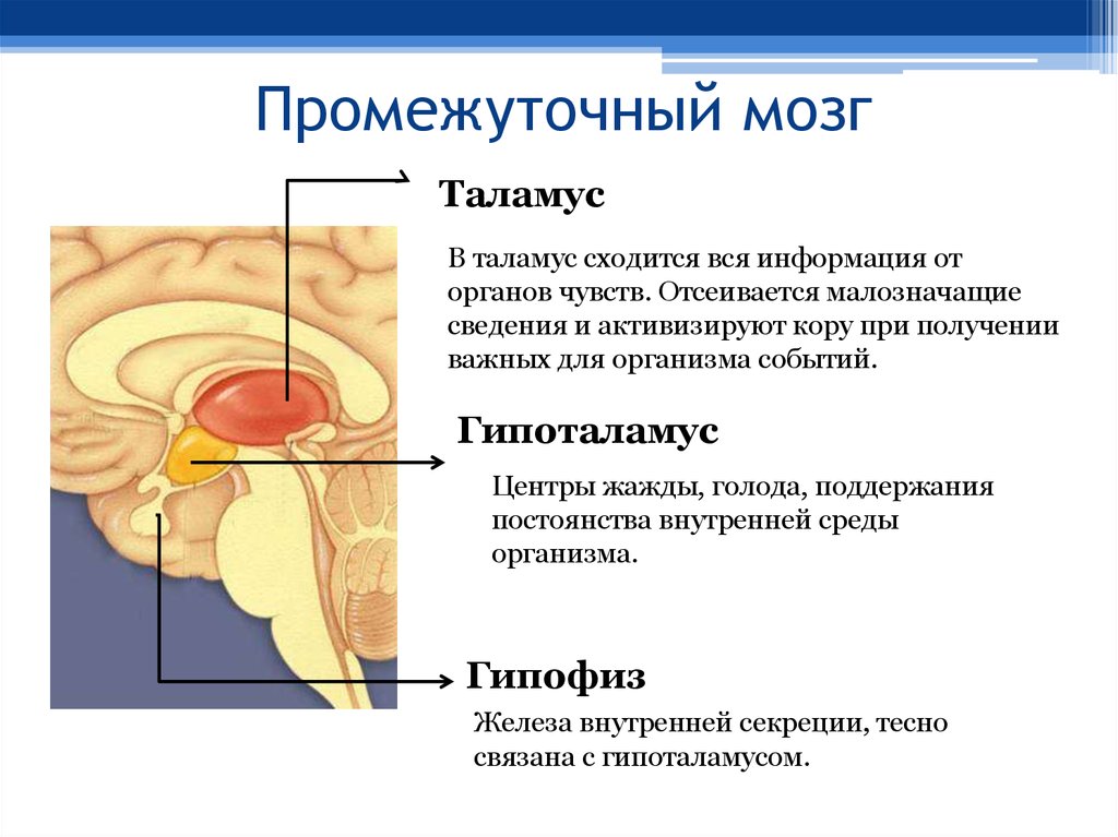 Промежуточный мозг располагается в. Структуры промежуточного мозга. Промежуточный мозг таламус строение. Промежуточный мозг структура и функции. Промежуточный мозг строение и функции.