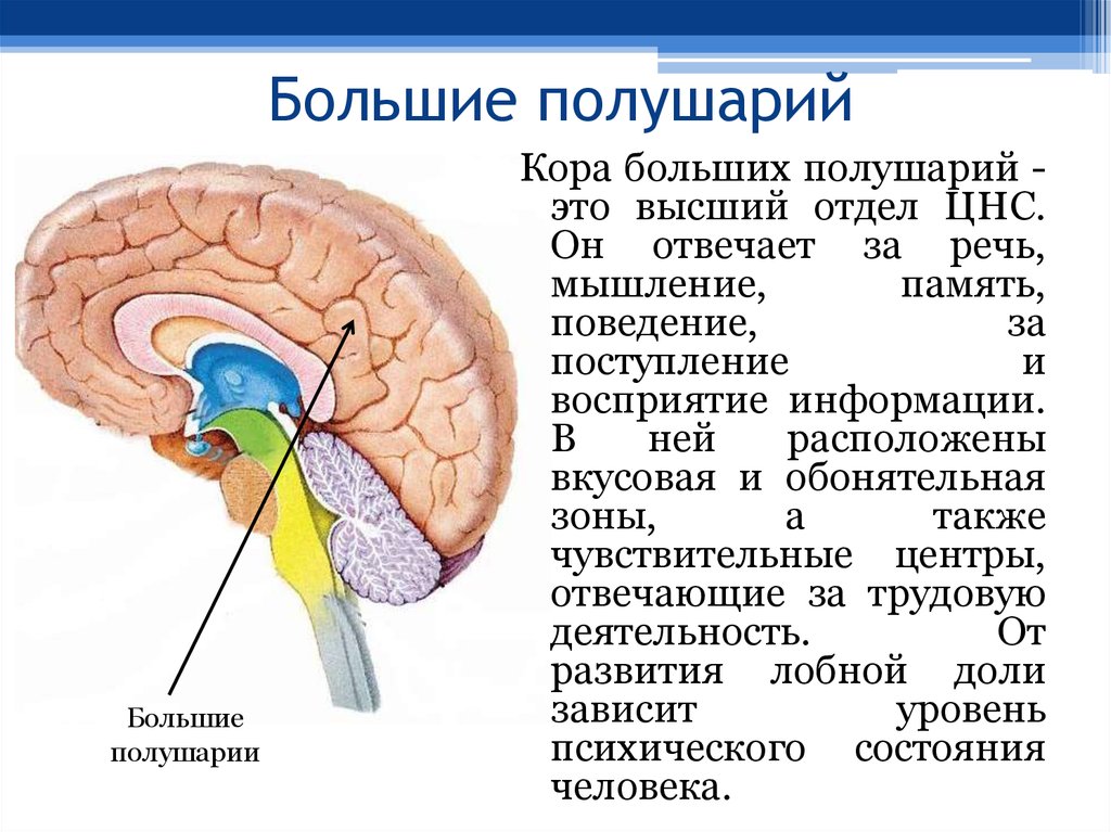 Зоны восприятия мозга. Большие полушария головного мозга отделы.