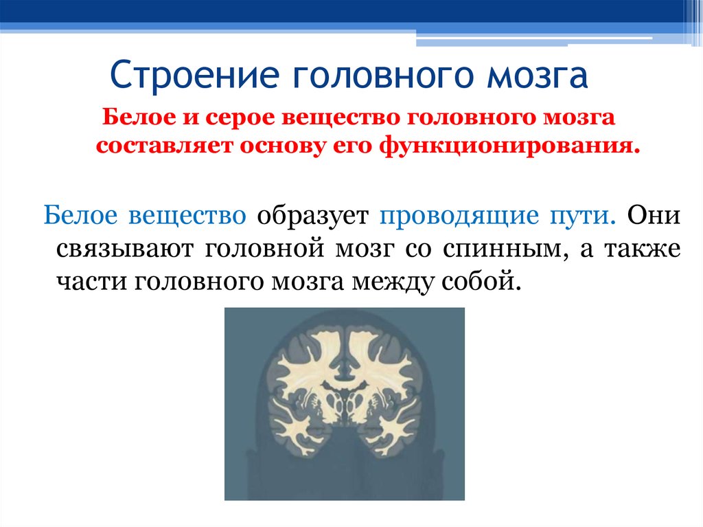 Серое и белое вещество головного мозга. Серое и белое вещество головного мозга анатомия. Серое и белое вещество головного. Головной мозг строение серое и белое вещество. Функции серого вещества головного мозга