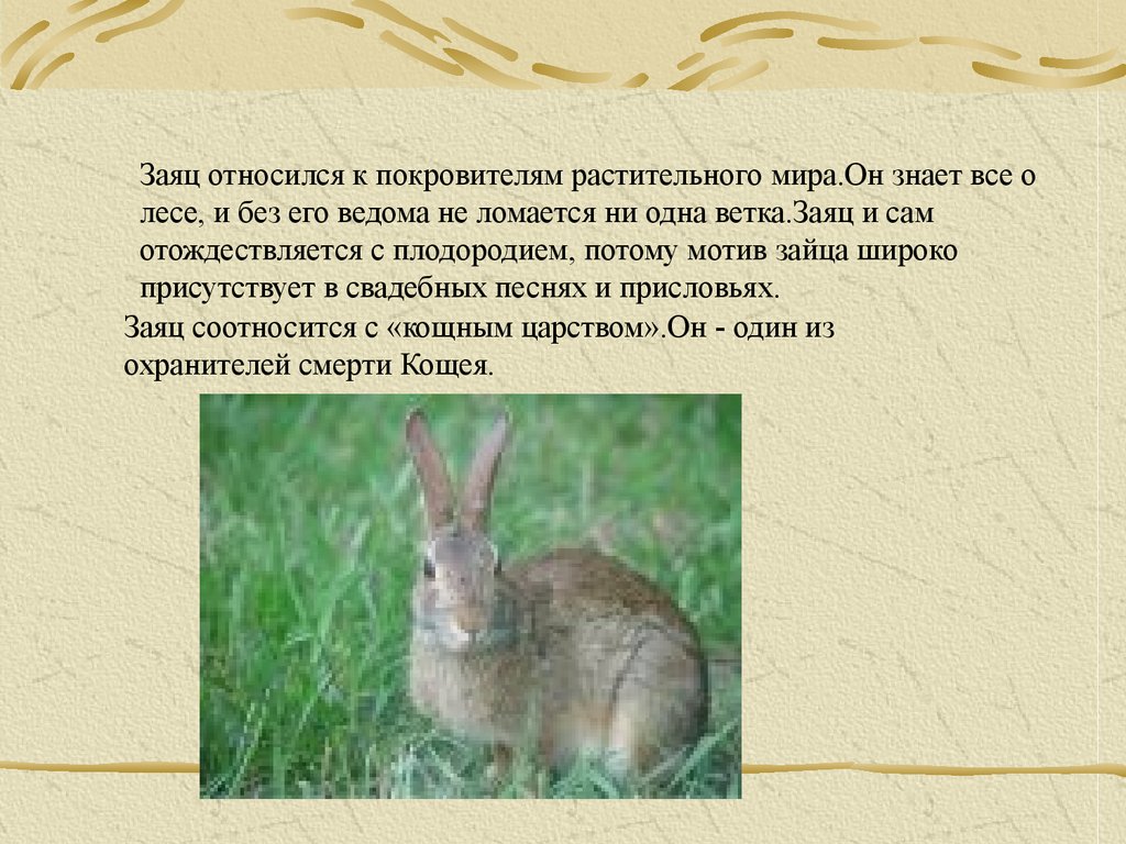 К какому типу относится кролик. Заяц относится к грызунам. Заяц у древних славян. К кому относится заяц. Мотив заяц.