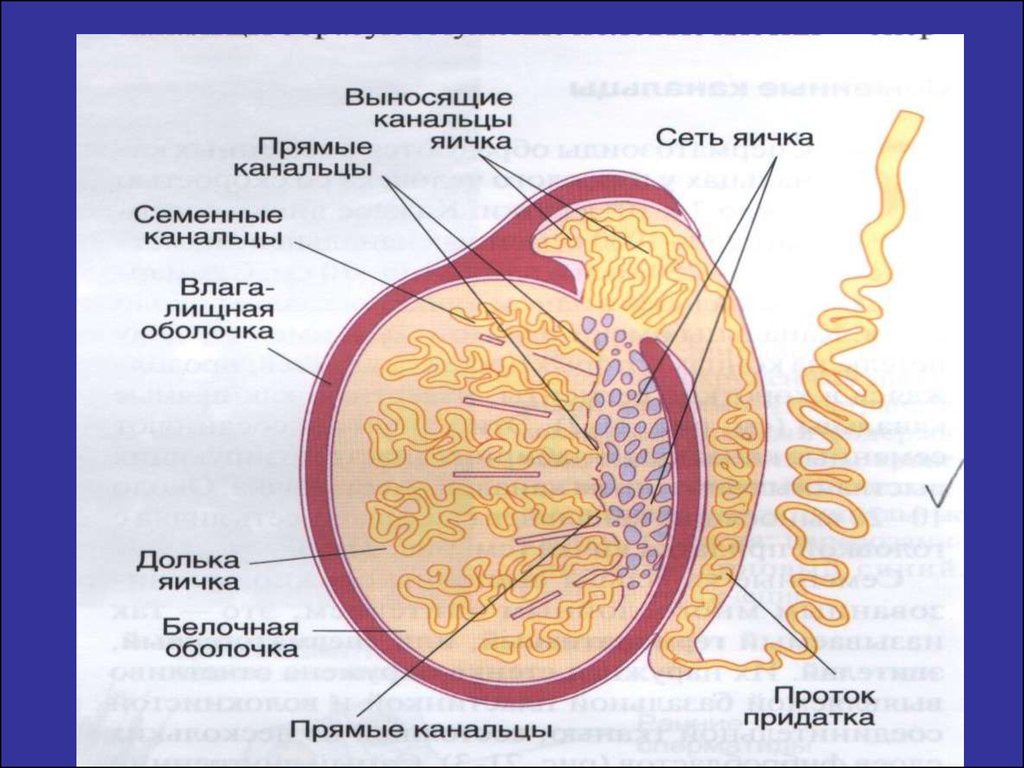 Яички образуют. Строение семенника анатомия. Функции извитых семенных канальцев яичка. Структура яичка и придатка яичка. Схема строения канальцев придатка яичка.