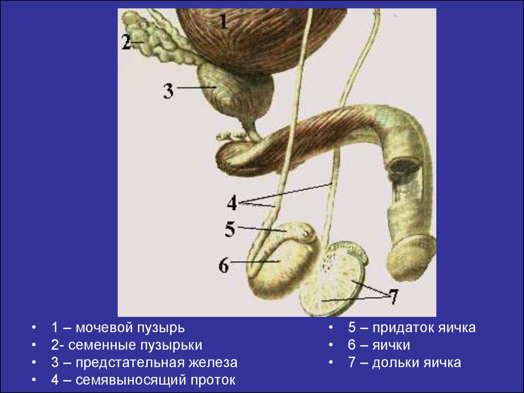 Придаточные железы мужчины. Мужские половые органы семявыносящий проток. Наружное строение мужской половой системы. Семявыбрасывающий проток анатомия. Мужская половая система анатомия строение яичек.