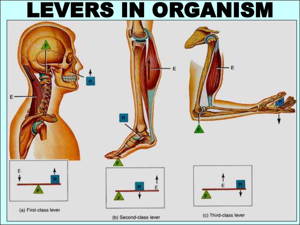 Презентация на тему рычаги в теле человека