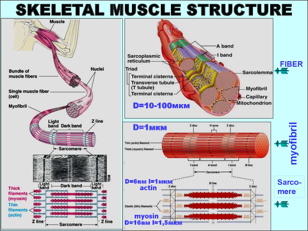 Muscle contraction mechanism - презентация онлайн