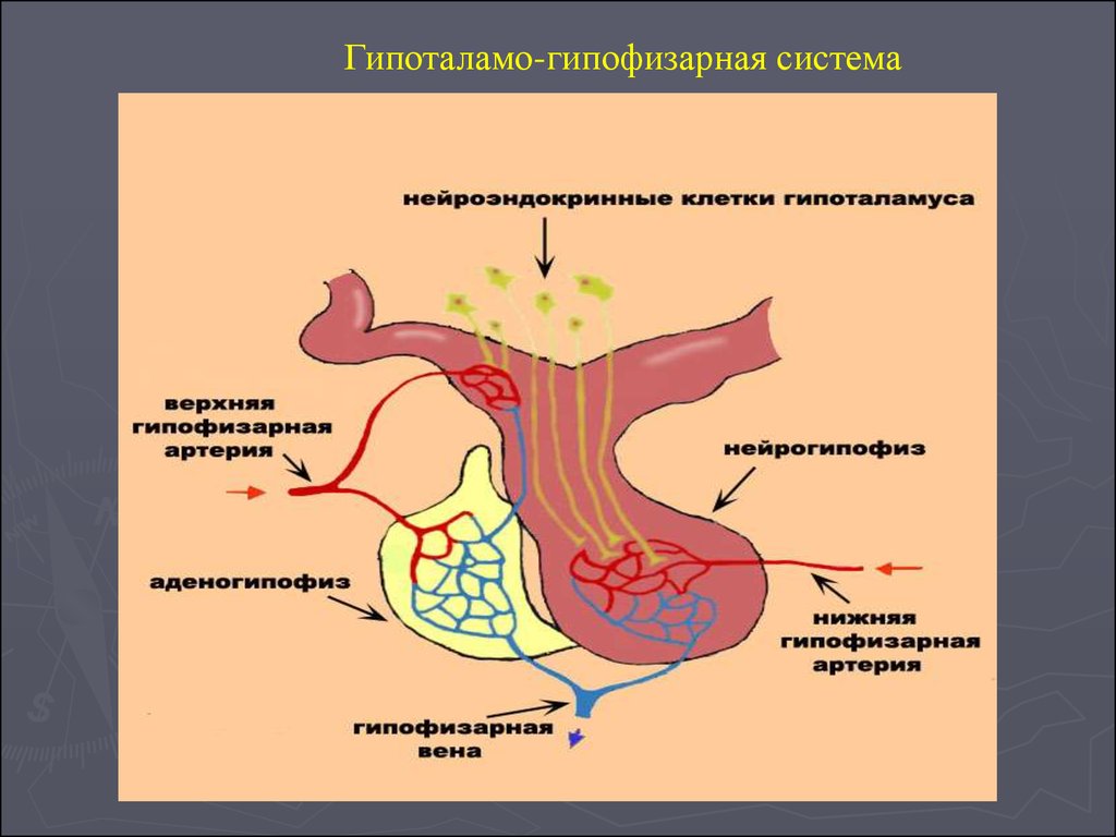 Гипоталамо гипофизарная система гормоны гипоталамуса. Гипофиза гипоталамо-гипофизарная система. 5. Гипоталамо-гипофизарная система. Структура гипоталамо-гипофизарной системы. 6. Гипоталамо-гипофизарная система.