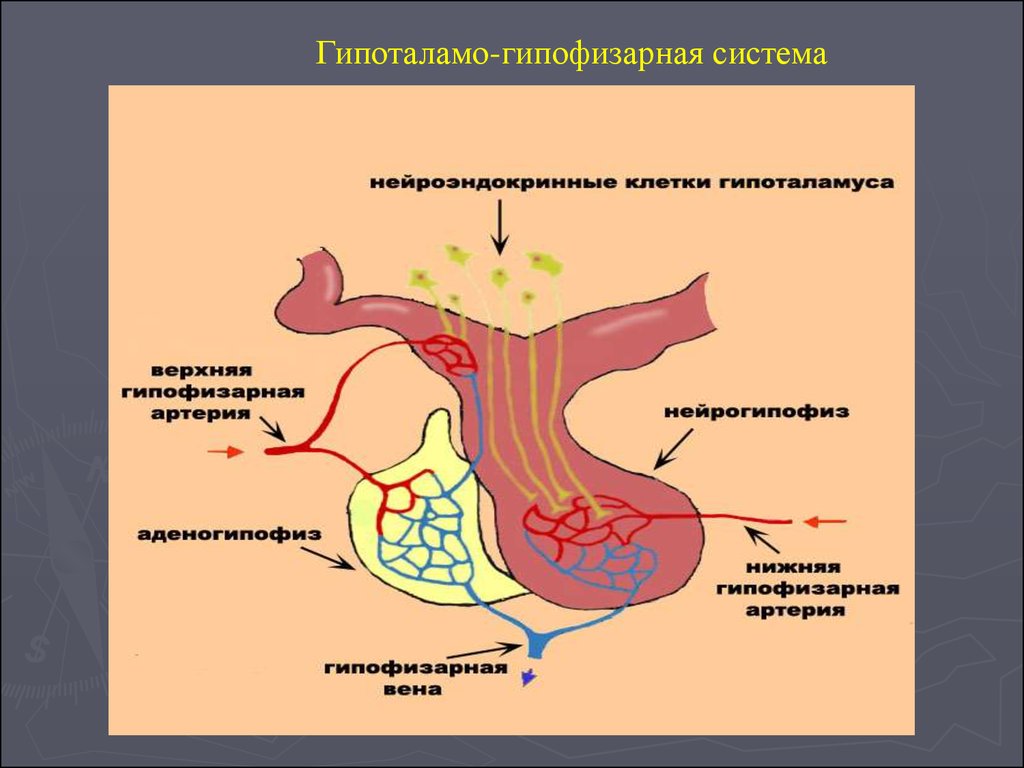 Гипофиз выделение гормонов