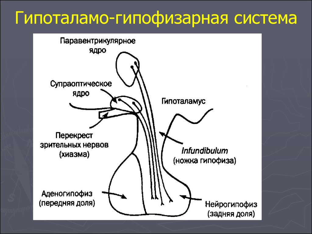 Артерии гипофиза. Анатомические структуры передней доли гипофиза. Гипофиз расположение доли нейрогипофиз аденогипофиз. Строение гипофиза железы внутренней секреции.