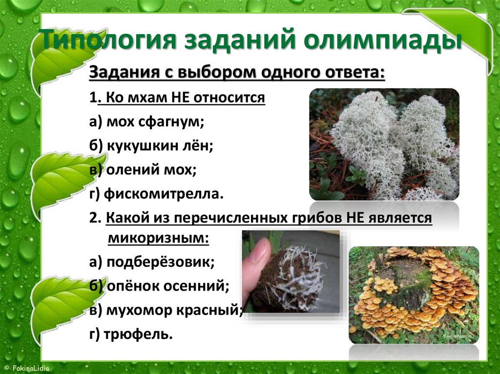 Три примера растений относящихся к мхам