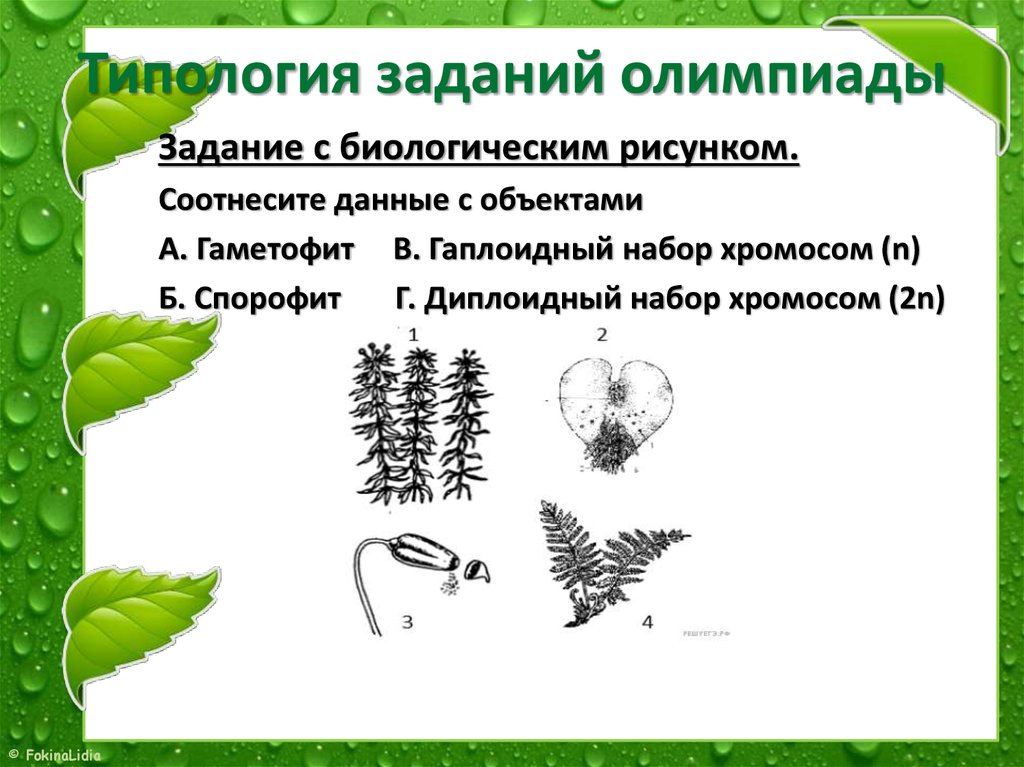 Задания олимпиады по биологии