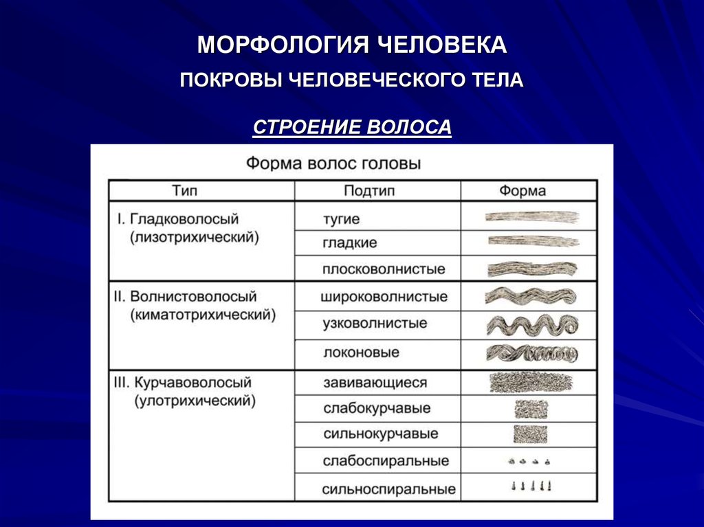 Морфология вещество