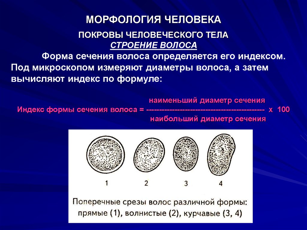 Человеческая морфология. Морфология человека. Морфологические показатели человека. Форма сечения волоса. Разделы морфологии человека.