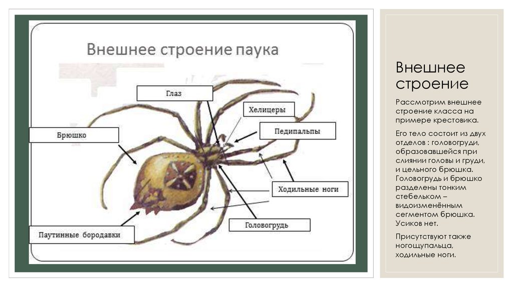 Сегментированные конечности паукообразных. Внешнее строение паука крестовика.