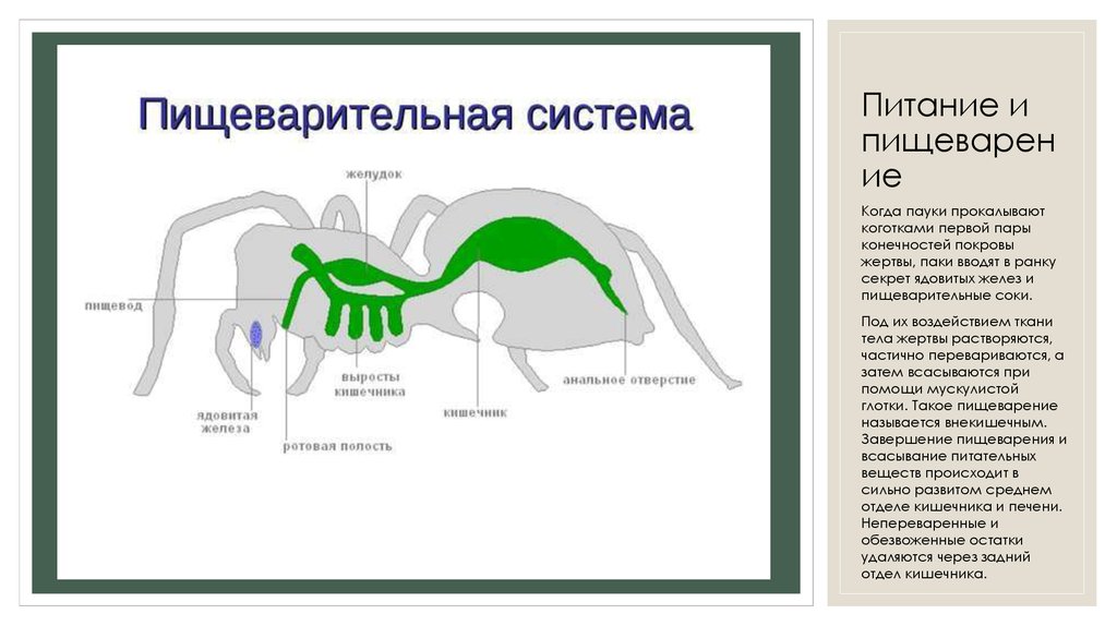 Питание и пищеварение