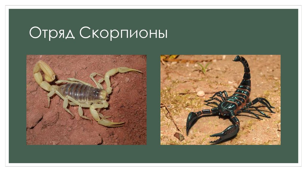 Какой тип развития характерен для скорпиона. Класс паукообразные Скорпионы. Отряд Скорпионы представители. Представители паукообразных отряд Скорпионы. Представители скорпионов биология.