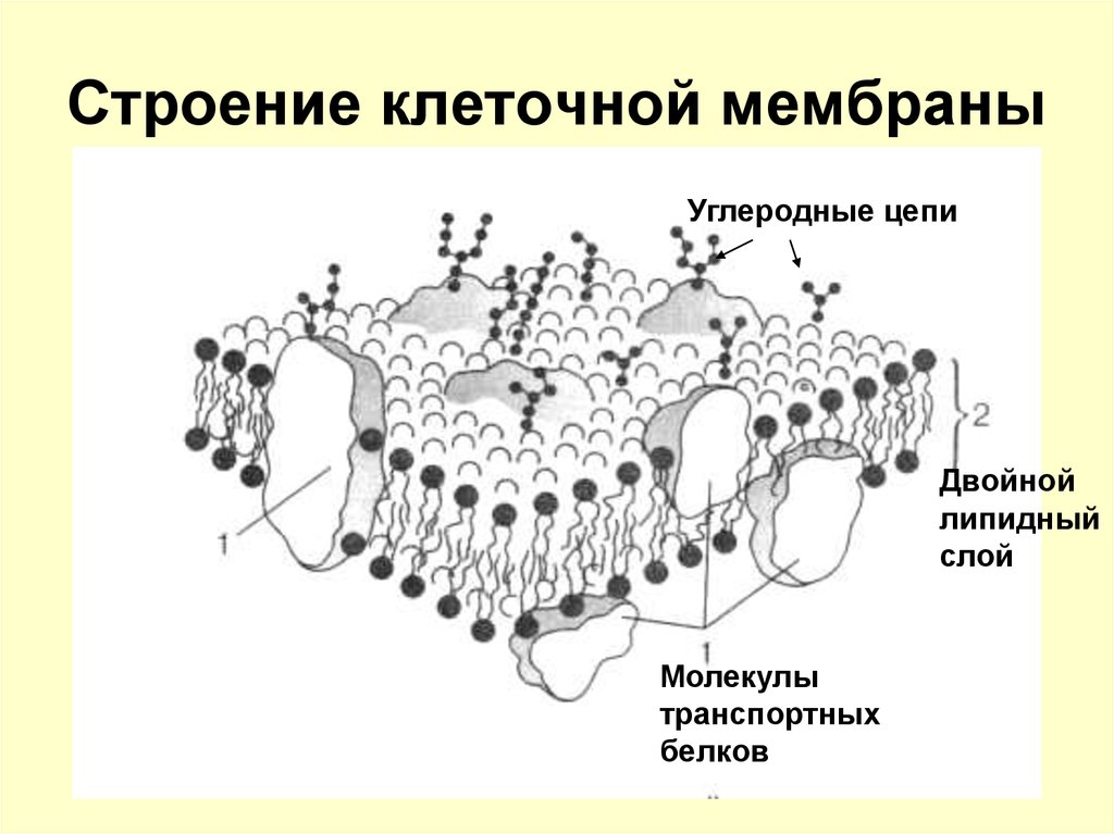 Наружная и внутренняя мембрана клетки. Схема строения плазматической мембраны. Схема строения клеточной мембраны. Плазматическая мембрана эукариот строение. Схема строения плазматической мембраны клетки.