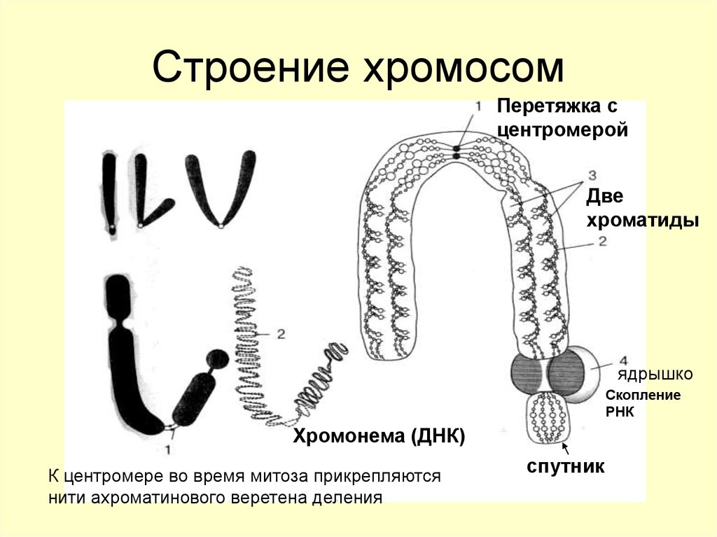 Хромосома строение. Строение хромосомы. Схема строения хромосомы. Структурное строение хромосомы. Суюмикроскопическое строение хромосома.