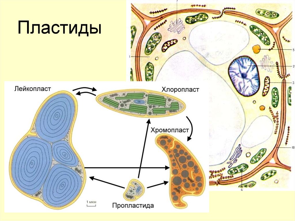 Пластиды растительной клетки. Пластиды лейкопласты рисунок. Plastida: leykoplast xloroplast xromoplast. Пластиьы хлоропласт лейкопласт. Строение растительной клетки пластиды.