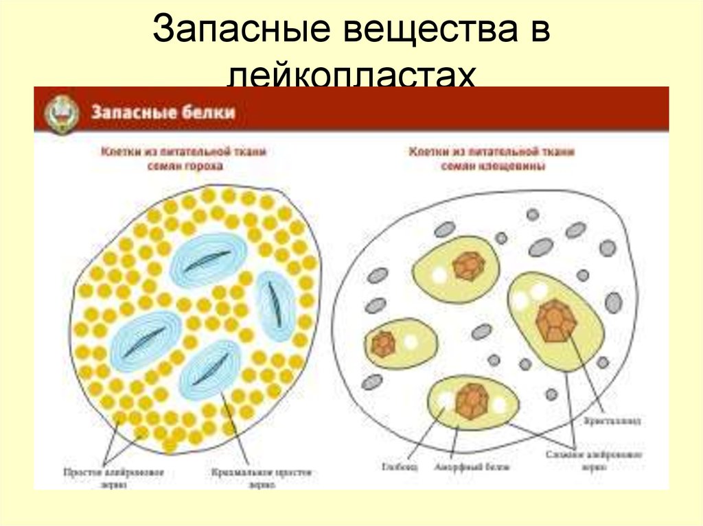 Где находятся запасные вещества. Крахмальные зерна в клетках гороха. Крахмальные и алейроновые зерна. Алейроновые зерна. Запасные белки.