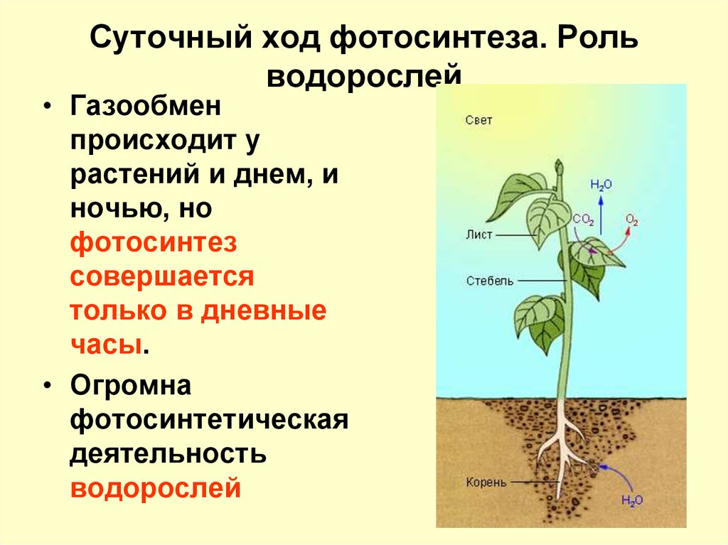 Происходит в корнях растения фотосинтез. Газообмен у растений. Схема газообмена у растений. Газообмен в тканях растений. Газообмен у растений происходит через.