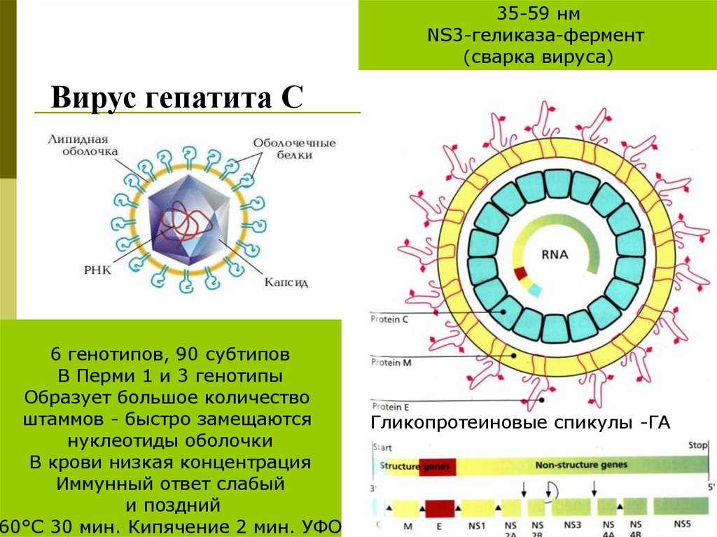 Генотип вируса это. Вирусные гепатиты строение вируса. Структура вириона вируса гепатита в. Вирион вируса гепатита а. Вирус гепатита с строение вириона.
