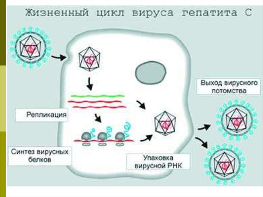 Генотип вируса это. Жизненный цикл вируса гепатита с. Жизненный цикл вируса. Репликация вируса гепатита в. Жизненный цикл вируса схема.