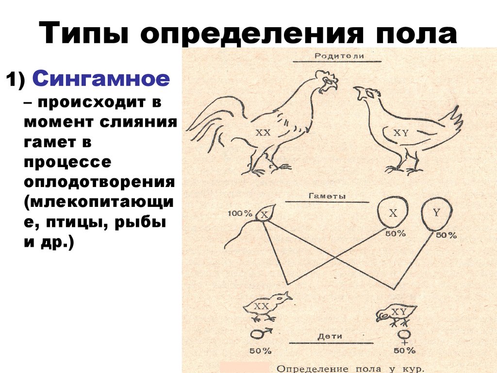 Типы определений. Типы определения пола прогамное Эпигамное сингамное. Схема генетического определения пола у разных видов. Определение пола типы определения пола. Как называется механизм определения пола характерный для птиц.