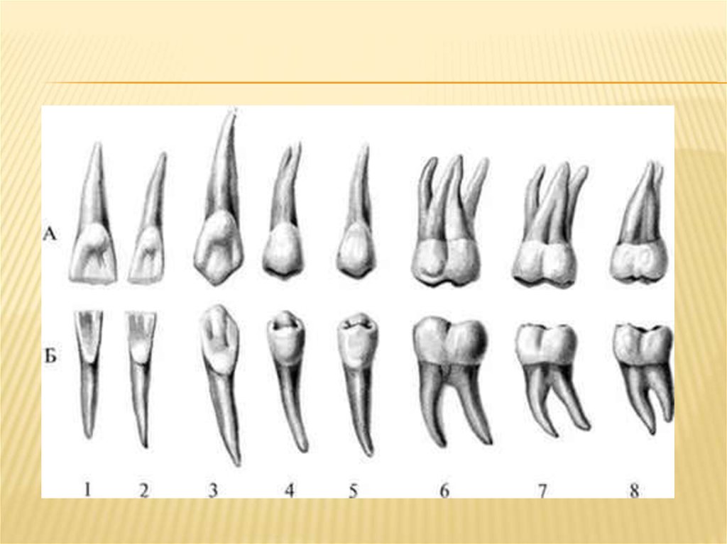 Клык сверху зубов. Анатомия зубов верхней и нижней челюсти. Корни зубов верхней челюсти и нижней челюсти. Нижняя семерка зуб анатомия. Зубы верхней челюсти анатомия.