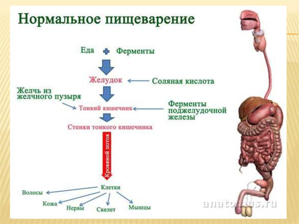 Схема переваривания пищи