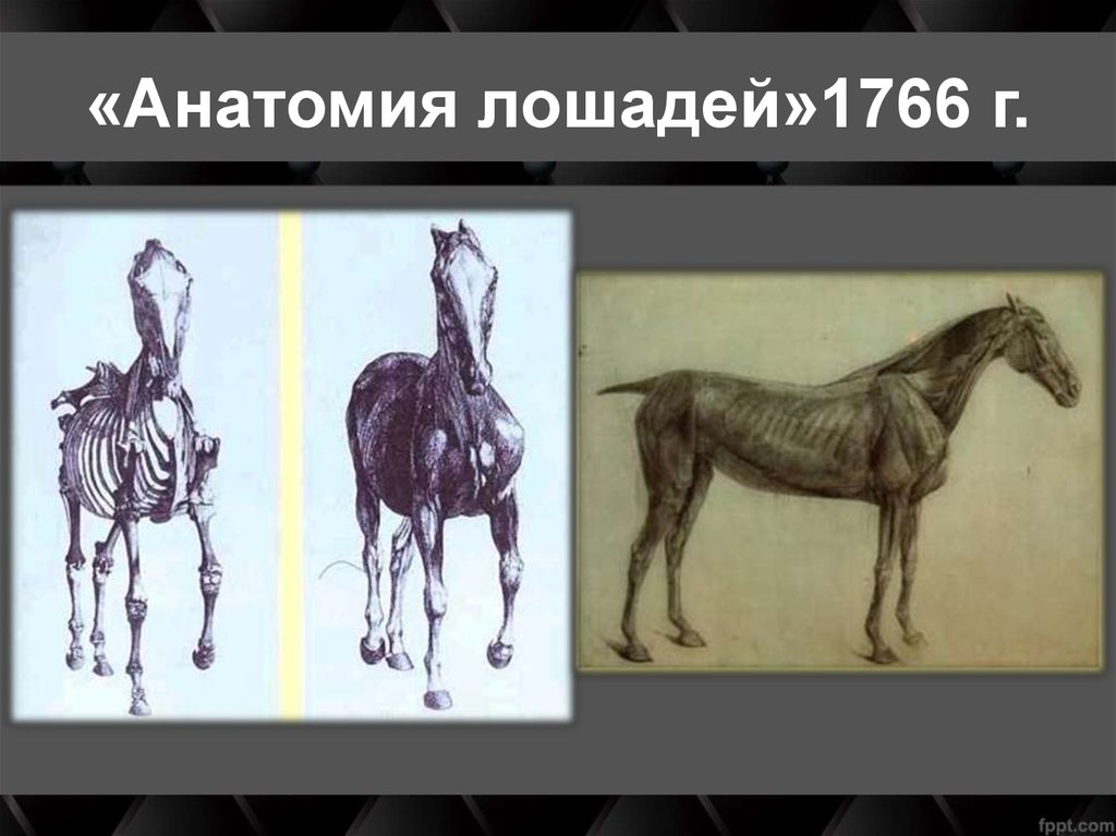 «Анатомия лошадей»1766 г.