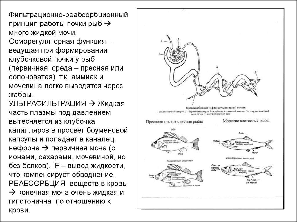 Почки у рыб. Фильтрационный аппарат у рыб. Фильтрационный аппарат у рыб биология. Первичная моча у рыб. Почки пресноводных рыб.
