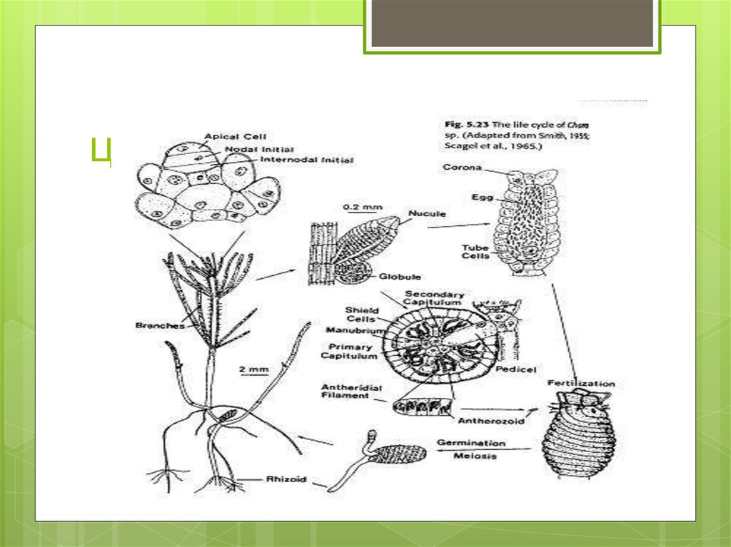 Род хара. Цикл развития харовых водорослей. Харовые водоросли жизненный цикл. Харовые водоросли строение таллома. Строение харовых водорослей схема.