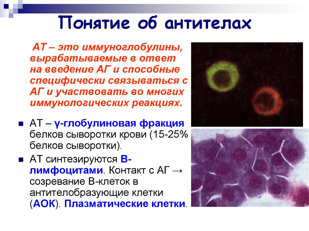 Иммуноглобулин в лимфоциты. Понятие об антителах. Природа антител микробиология. Понятие об антигенах и антителах. Клетки, продуцирующие иммуноглобулины.