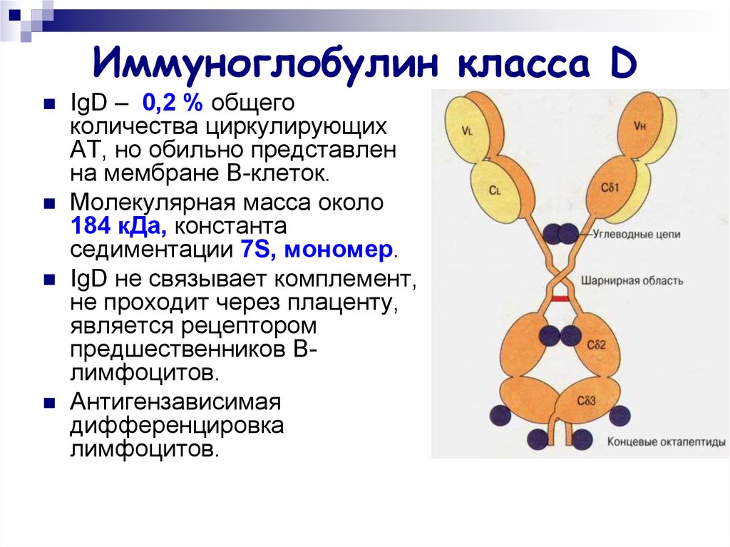 Повышен суммарный иммуноглобулин. Структура иммуноглобулина d. Структура иммуноглобулинов иммунология. Классы иммуноглобулинов клетки продуценты. Иммуноглобулин d функции.