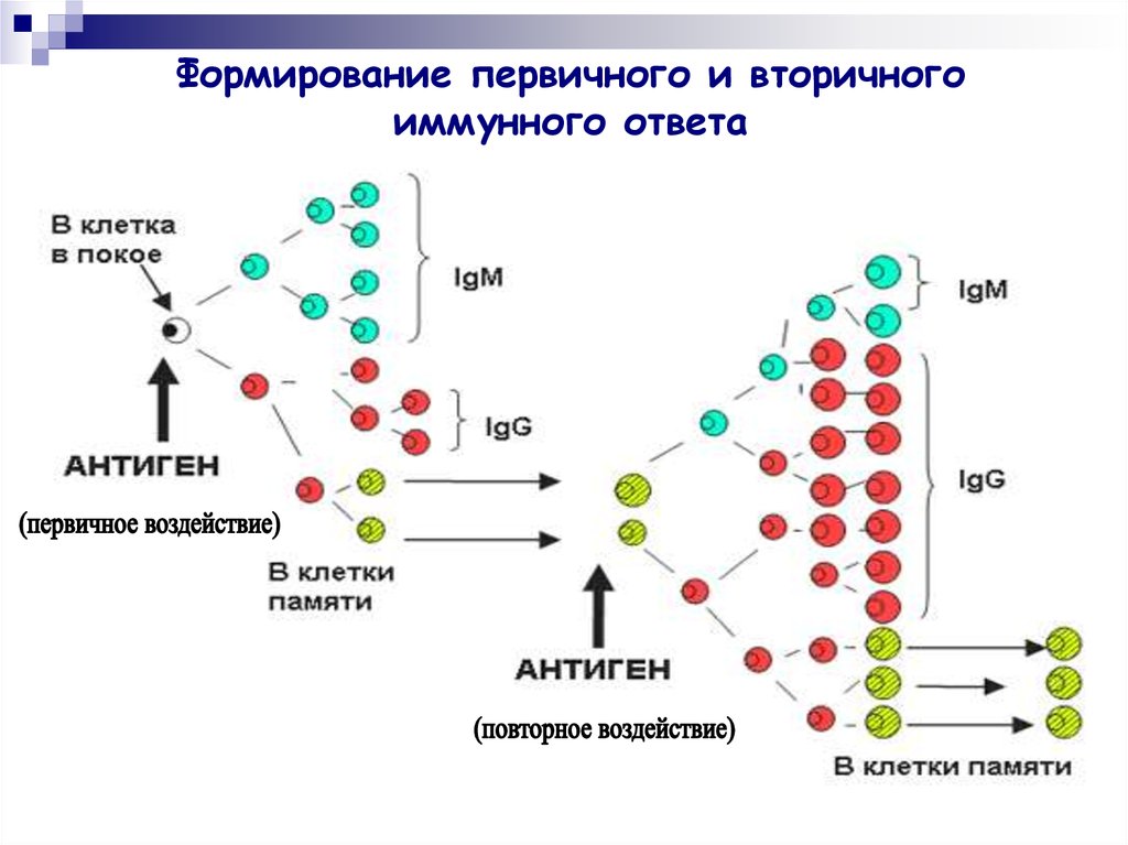 Иммунная карта нейро что показывает