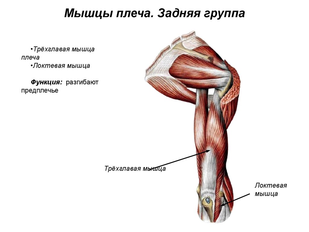 Мышцы плеча. Задняя группа