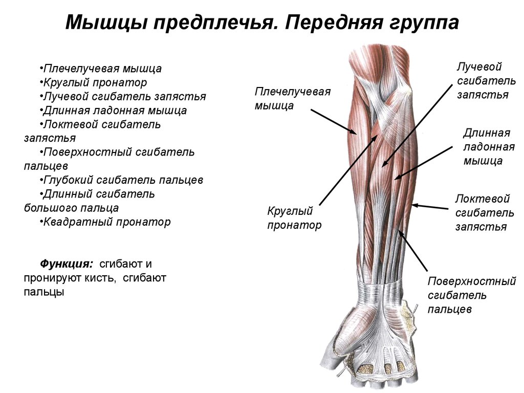 Внутренняя поверхность плеча. Мышцы предплечья анатомия человека. Функции передней мышцы предплечья. Сгибатели предплечья мышцы анатомия. Мышцы предплечья анатомия задняя группа.