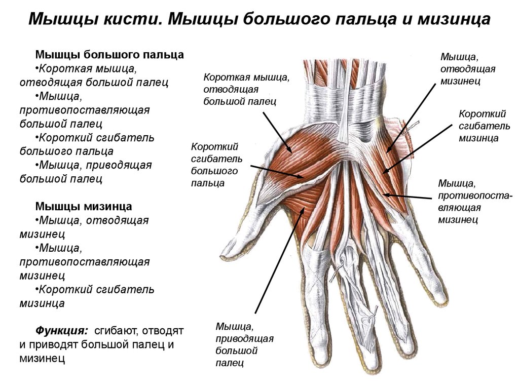 Мышцы кисти. Мышцы большого пальца и мизинца